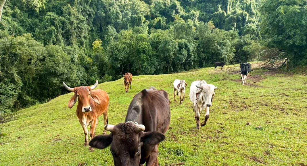 Foto: AI Prefeitura