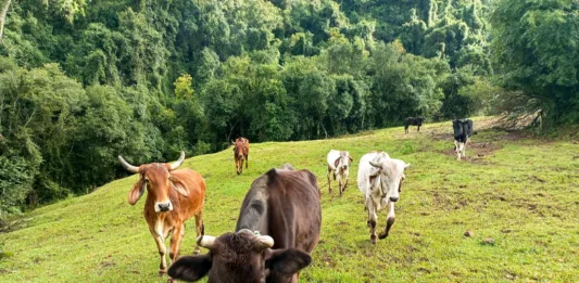 Foto: AI Prefeitura