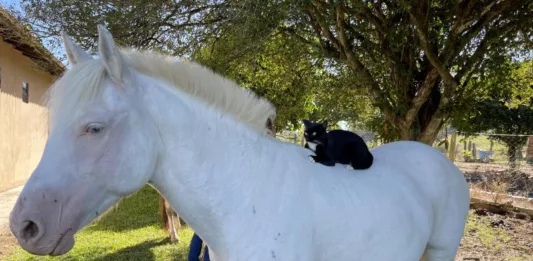 A égua Alemoa e a gata Nega mantêm uma afinidade que impressiona (Foto: Débora Kist/Folha do Mate)