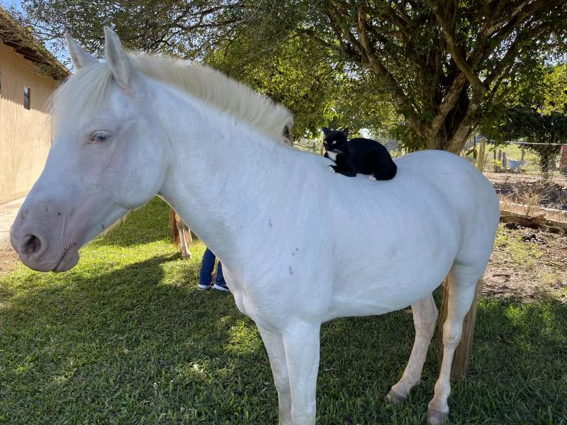 A égua Alemoa e a gata Nega mantêm uma afinidade que impressiona (Foto: Débora Kist/Folha do Mate)