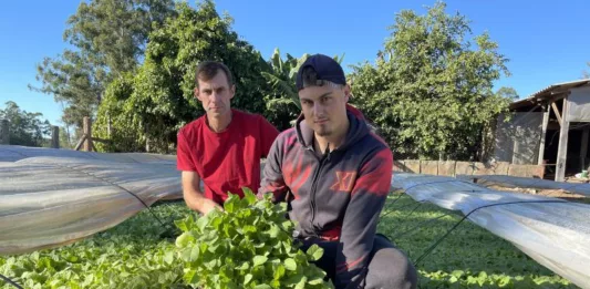 Daniel Baierle e o filho Leonardo, moradores de Vila Arlindo, semearam as primeiras mudas em 15 de março (Foto: Débora Kist/Folha do Mate)